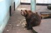 Pietka to chyba najpiękniejszy samiec niedźwiedzia brunatnego w Polsce